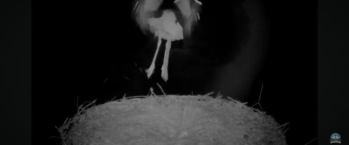 Panische Flucht bei Nacht – Gelege alleine in der Nacht