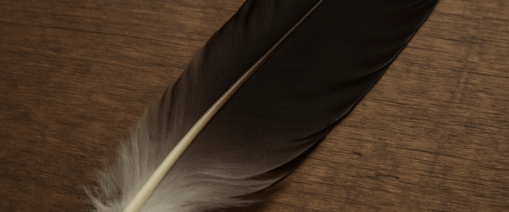 Der Storch von Kopf bis Fuß – Teil 3: Das Gefieder