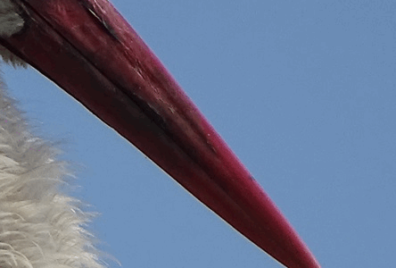Der Storch von Kopf bis Fuß – Teil 2: Der Schnabel