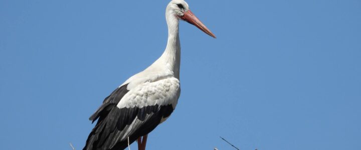 Hitze – Fremdstörche – Fototermin