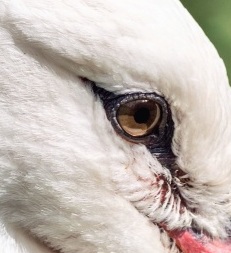 Der Storch von Kopf bis Fuß – Teil 1: Das Auge