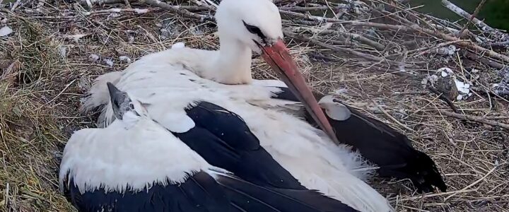 Hunter – Ein Löwenherz im Storchennest