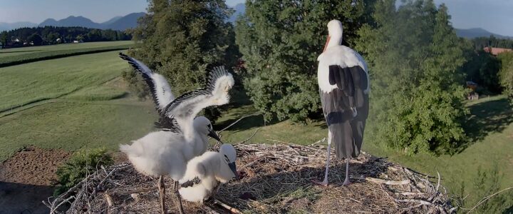 Sommerhitze, Wasserdusche & Fortschritte im Nest