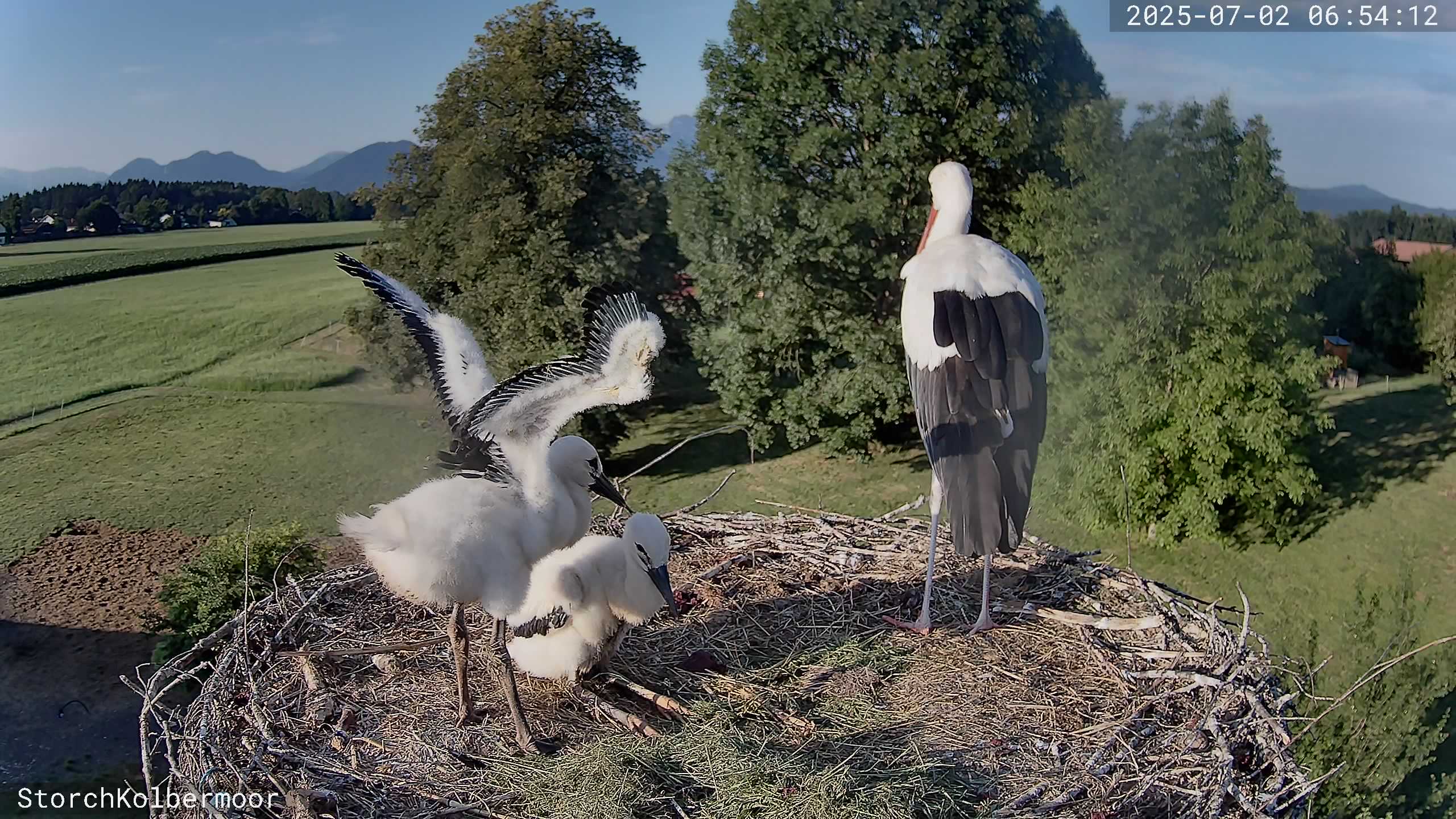 Sommerhitze, Wasserdusche & Fortschritte im Nest
