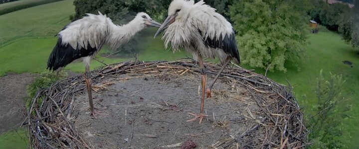 8 Wochen – Regen statt Flug