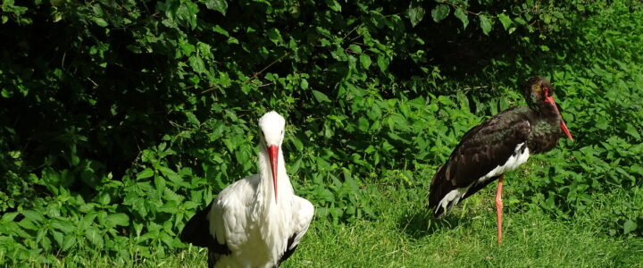 Loburgbesuch steht bevor