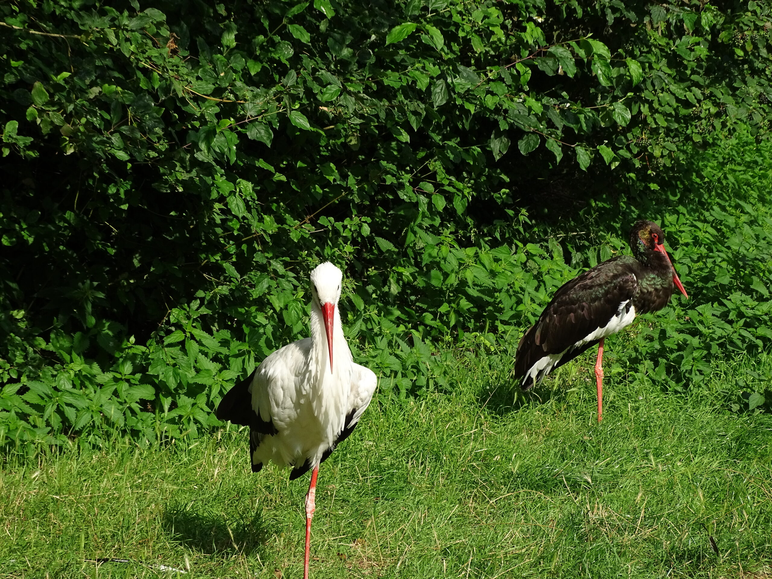 Loburgbesuch steht bevor