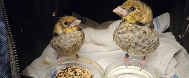 Vorstellung Wildvogelhilfe Roßhart e.V.