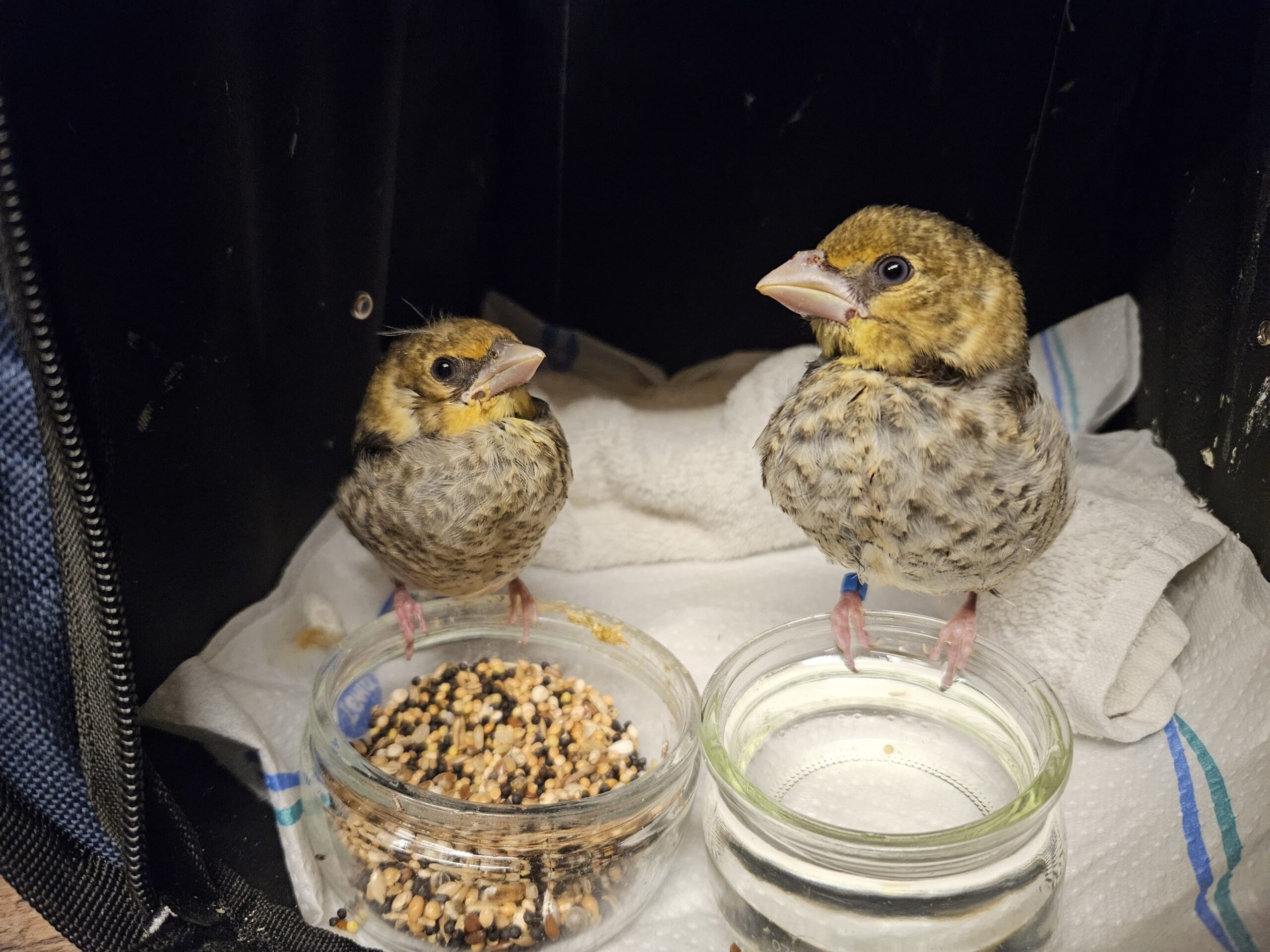 Vorstellung Wildvogelhilfe Roßhart e.V.