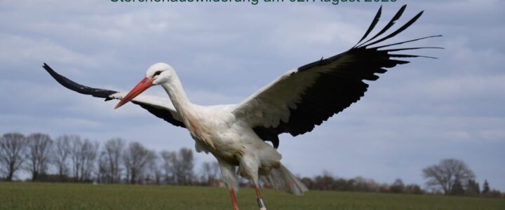 Auswilderung und Besenderung in Loburg LIVE