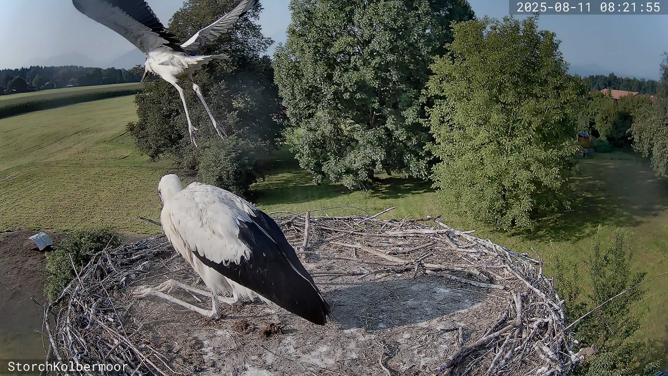JUNGFERNFLUG von Platsch